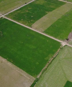 Campo Agrícola Esperanza 12